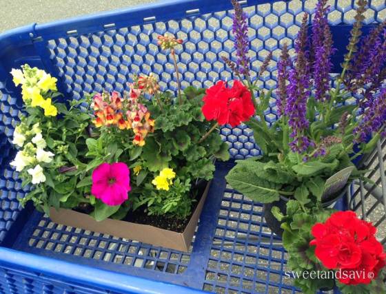 Here are the Flowers I hand picked and purchased at McLendon's for this project!